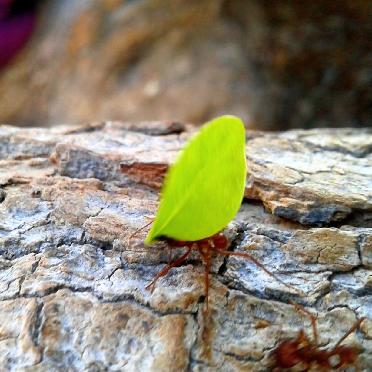 green color, leaf, nature, plant, growth, no people, close-up, outdoors, day, fragility, beauty in nature, freshness