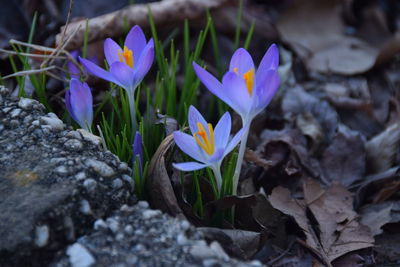 Close-up of purple crocus blooming outdoors