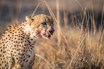 Close-up of cheetah relaxing in forest