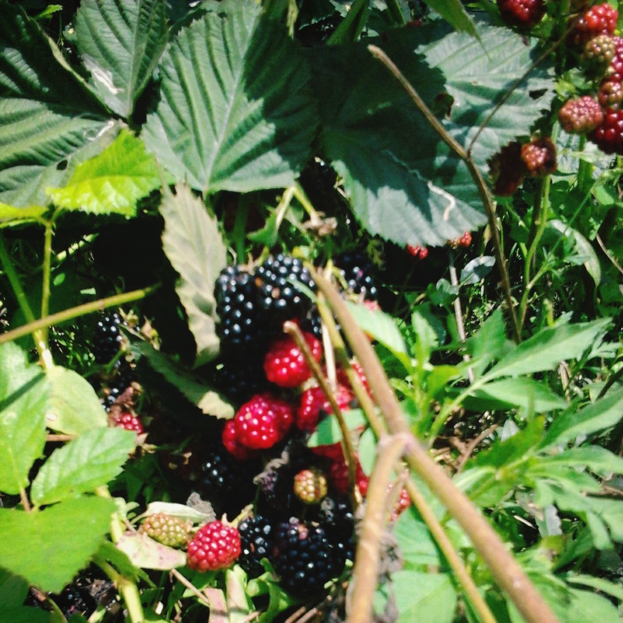 fruit, food and drink, food, healthy eating, freshness, leaf, growth, berry fruit, red, ripe, tree, plant, agriculture, nature, green color, berry, close-up, branch, growing, hanging