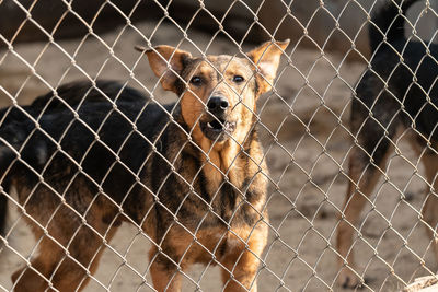 Portrait of dog seen through fence