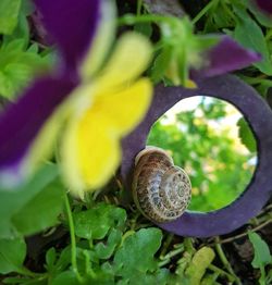 Close-up of snail on plant