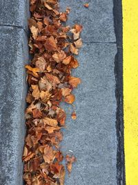 High angle view of maple leaves on footpath