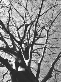 Low angle view of bare tree against sky