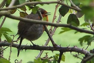 Low angle view of birds perching on branch