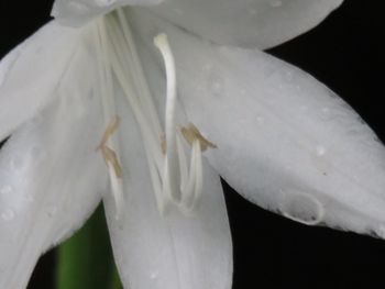Macro shot of hibiscus flower