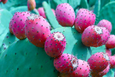 Red fruits of a cacrus pear on a green prickly cactus as detail photo