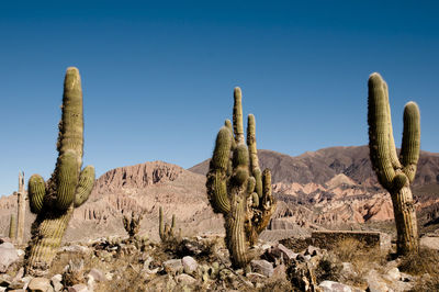 Cactus growing in desert against clear sky