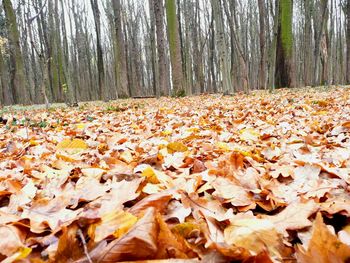 Autumn leaves in forest