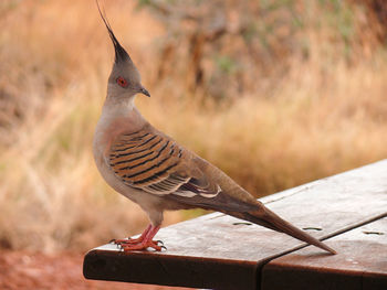 Close-up of bird perching on wood