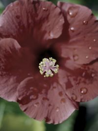 Close-up of water drops on flower