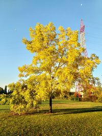 Autumn tree on field against sky