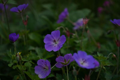 Close-up of purple flowering plants