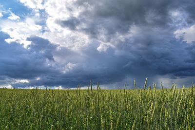 Scenic view of agricultural field against sky