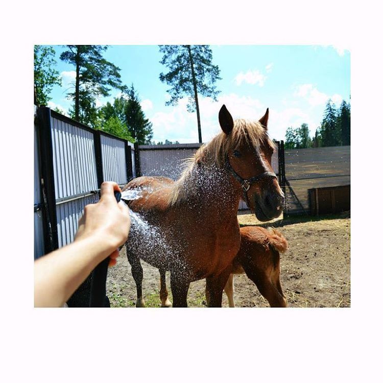 domestic animals, animal themes, mammal, transfer print, one animal, horse, livestock, standing, fence, pets, sky, two animals, auto post production filter, tree, field, sunlight, zoology, day, outdoors, no people