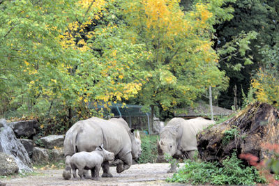 Rhinoceros and calf standing on grassy field at zoo