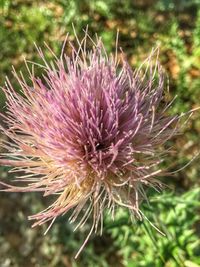 Close-up of thistle flower on field