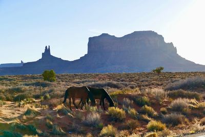 Wild horses in the monument valley, arizona