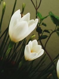 Close-up of white frangipani blooming outdoors