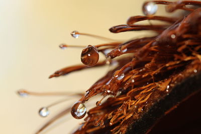 Close-up of water drops on coconut shell