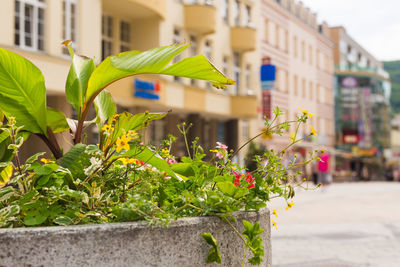 Potted plant on street by building