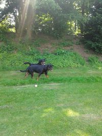 Dog on grassy field