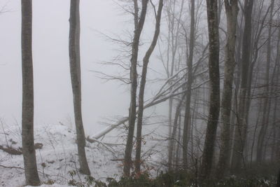 Trees in forest during winter