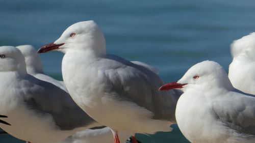 Close up of seagull birds relaxing on the beach