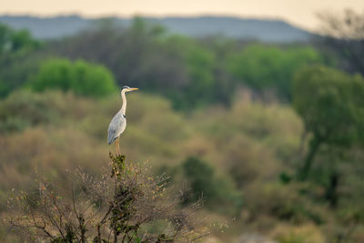 Grey heron on