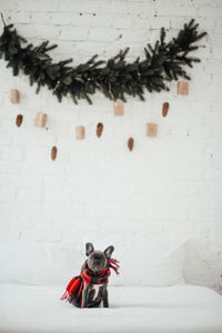 Close-up of christmas decorations