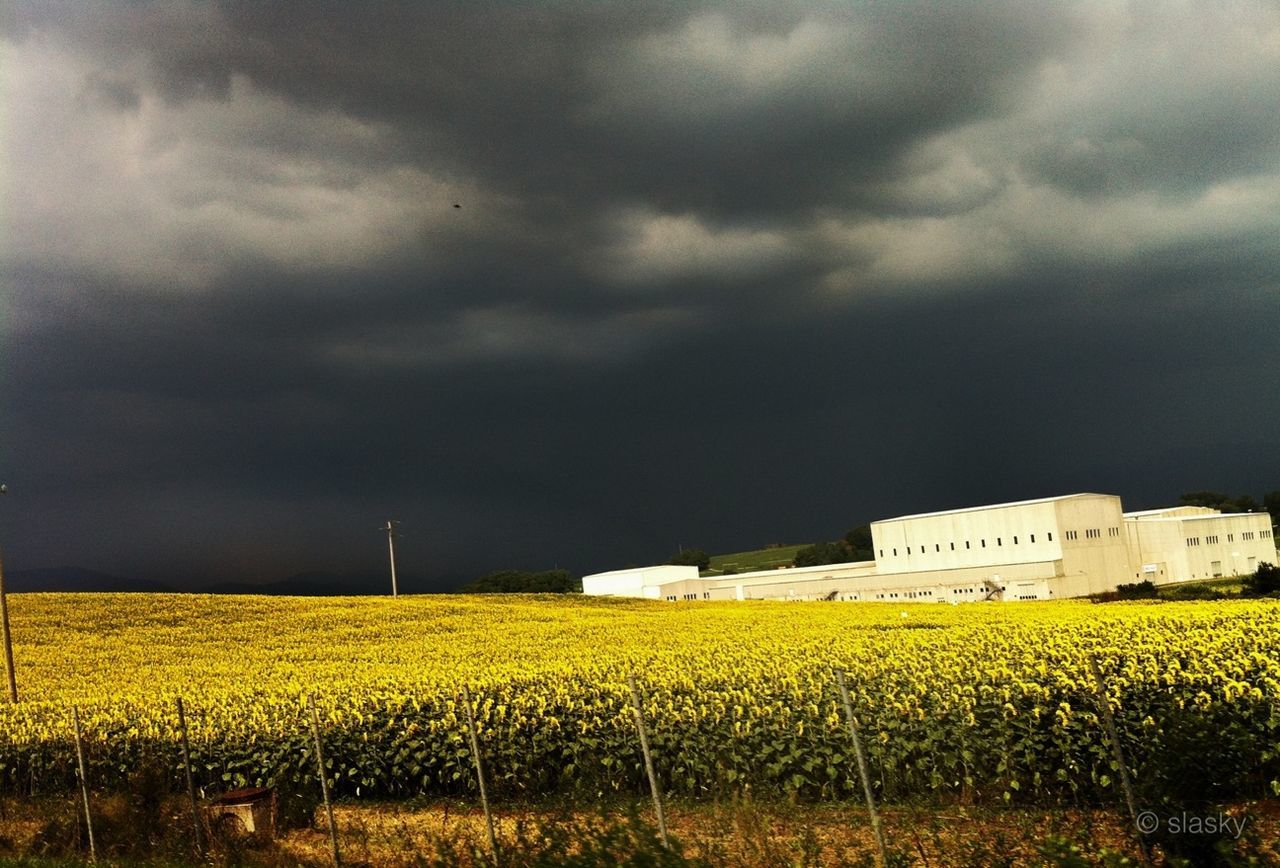 agriculture, sky, rural scene, field, yellow, architecture, building exterior, built structure, cloud - sky, cloudy, farm, landscape, growth, beauty in nature, nature, weather, overcast, flower, tranquil scene, crop