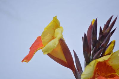 Low angle view of yellow flower against sky