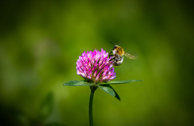 Close-up of bee pollinating on pink flower