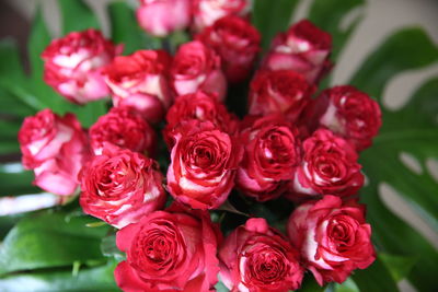 Close-up of red roses