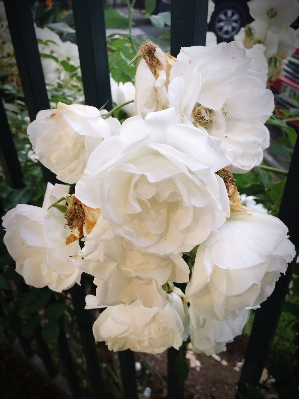 outdoors, close-up, nature, beauty in nature, flower, petal, no people, growth, day, flower head, tree, fragility