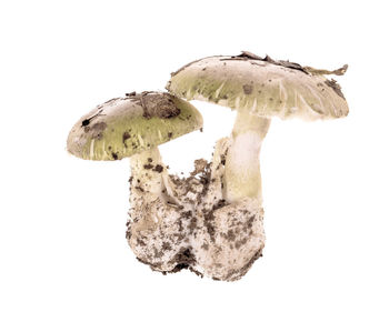 Close-up of mushrooms growing on white background