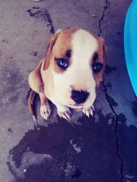 High angle view portrait of puppy