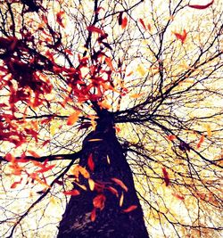 Low angle view of tree against sky