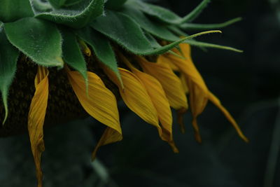 Close-up of sunflower on plant