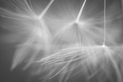 Close-up of dandelion against sky