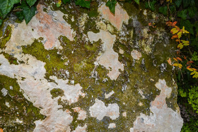 Close-up of lichen on rock