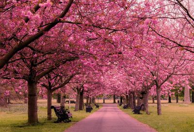 Trees in park