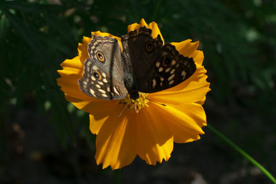 Close-up of butterfly on yellow flower