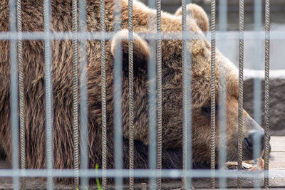 Sad brown bear sleeping in a cage with a piece of fish near the mouth, wild animal in captivity