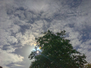 Low angle view of tree against cloudy sky