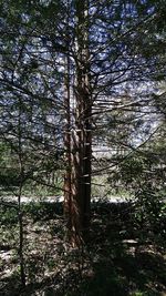 Trees growing in the dark