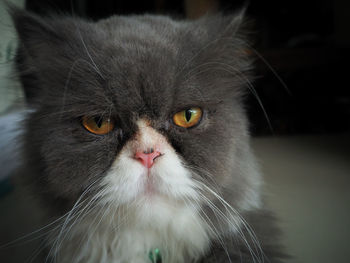 Close-up portrait of a cat