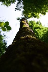 Low angle view of moss growing on tree in forest