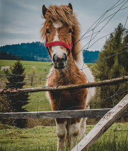 Horse standing on field