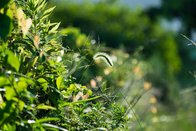 Close-up of spider web on plant